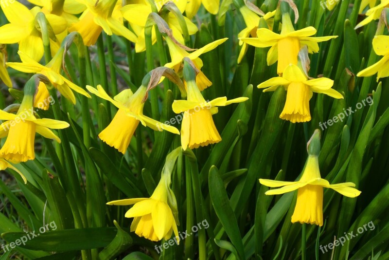 Narcissus Flower Bloom Spring Narcis