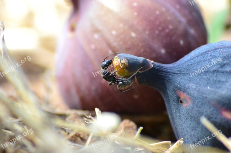 Insects Fruit Fig Tree Fig Nature