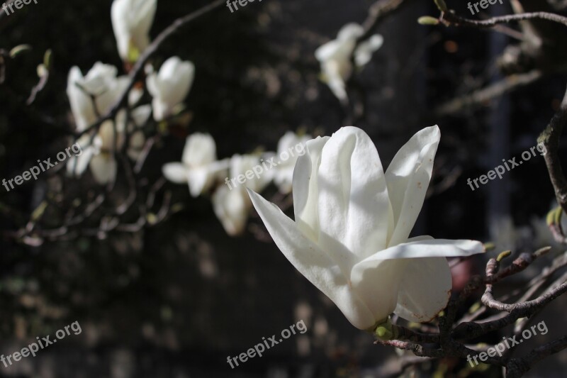 Magnolia White Flower Spring Nature