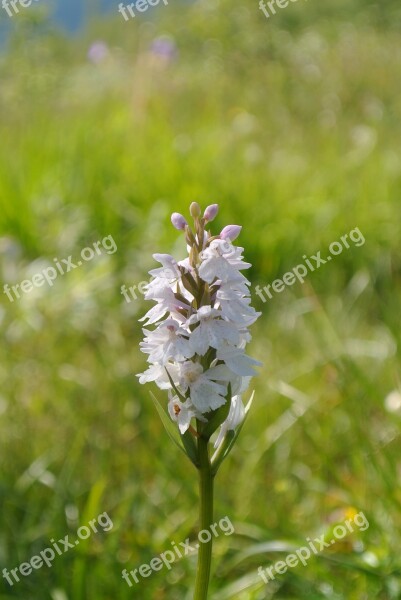 Flower Nature Summer Landscape Pink