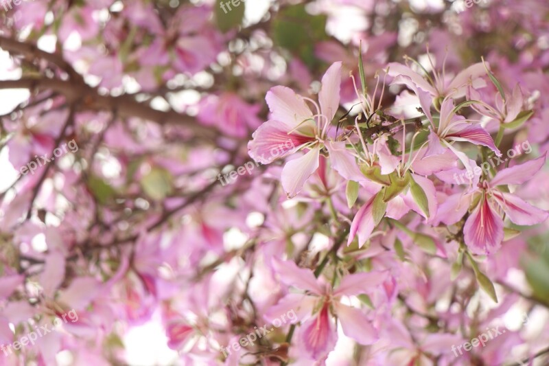 Background Pink Flowers Almonds Free Photos