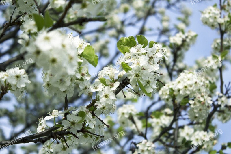 Blossom Spring Bloom Plant Flowers