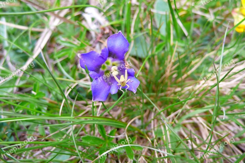 Gentian Spider Meadow Nature Macro