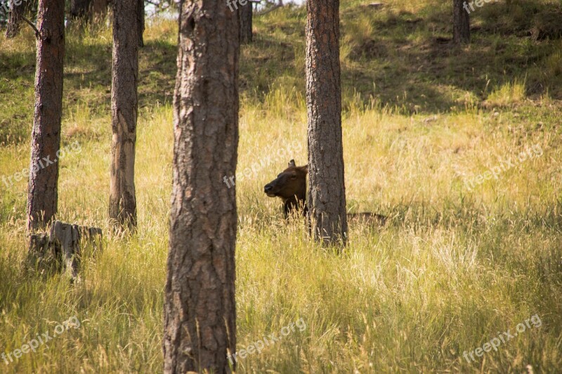 Elk Forest Nature Wildlife Animal