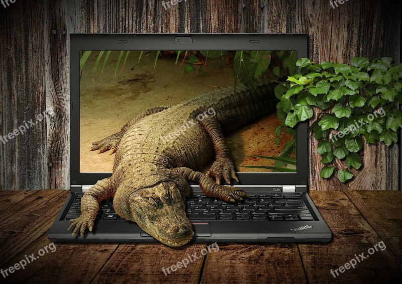 Crocodile Laptop Display Workplace Animal