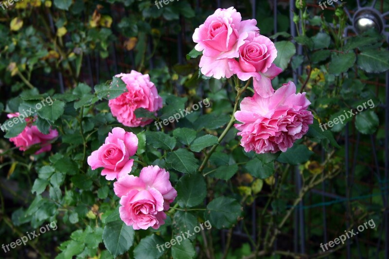 Roses Flowers Beauty Romantic Pink