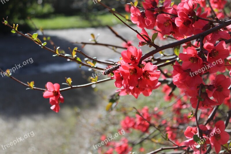 Flowers Roses Cherry Spring Buds