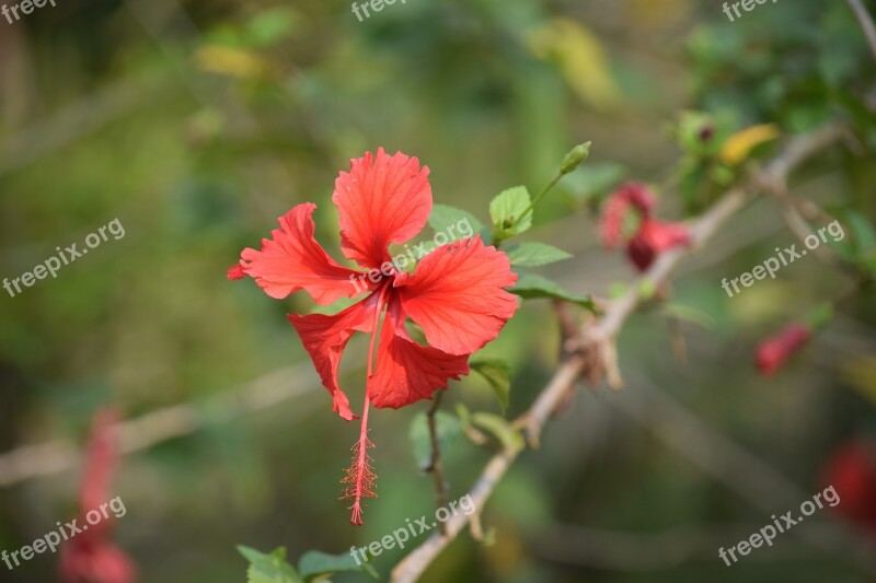 Sundarban Forrest Nature Flower Free Photos