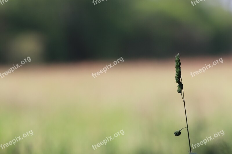 Ear Landscape Nature Venn Free Photos