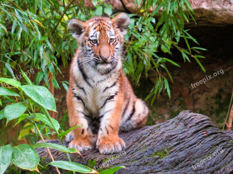 Animal World Tiger Young Animal Young Tiger Tiger Cub