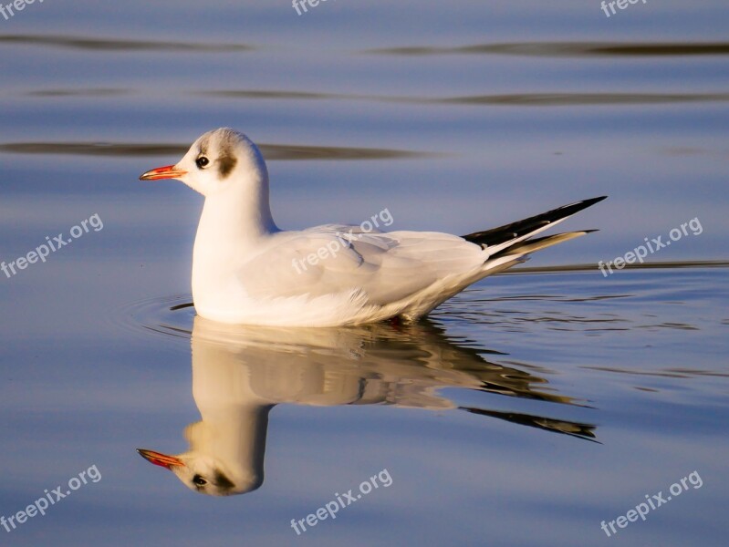 Animal World Bird Seagull Water Swim