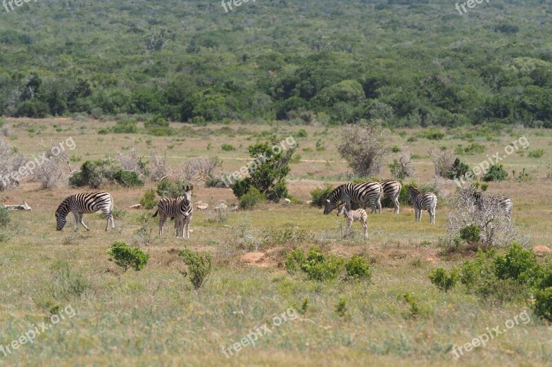 Zebras Flock National Park Black And White Drawing