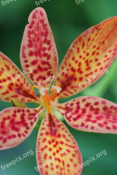 Blackberry Lily Flower Bloom Garden Nature