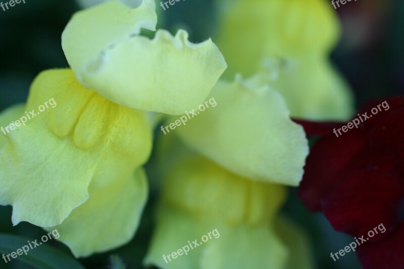 Yellow Annual Flower Garden Snapdragon