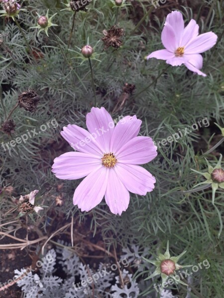 Flower Nature Petals Pink Botany