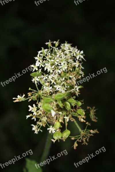 Wild Flower Nature Summer Seeds Pointed Flower