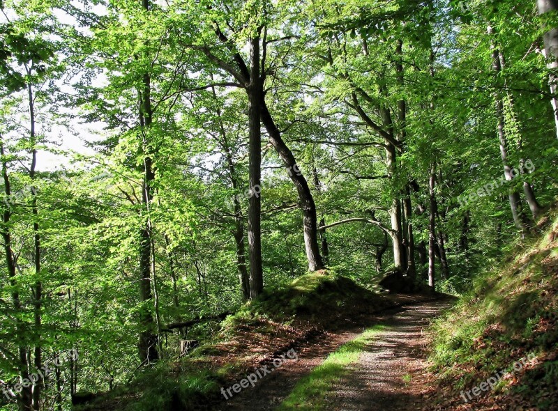 Forest Autumn Trees Forest Path Sunlight