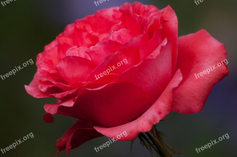 Flower Nature Plant Garden Roses