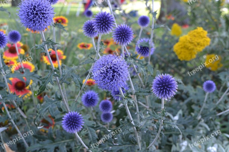 Summer Flowers Purple Nature Spring