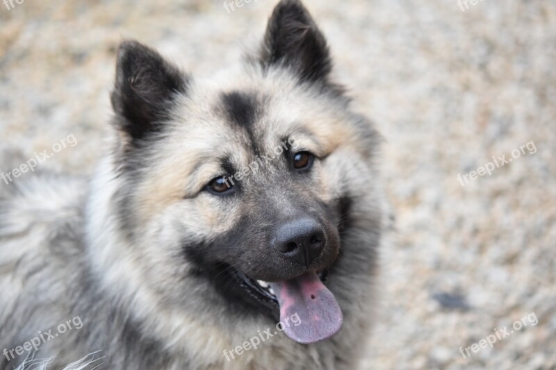 Dog Eurasier Portrait Dog Eurasier Dog's Tongue Blue Eurasier Female Bitch Noel Blue