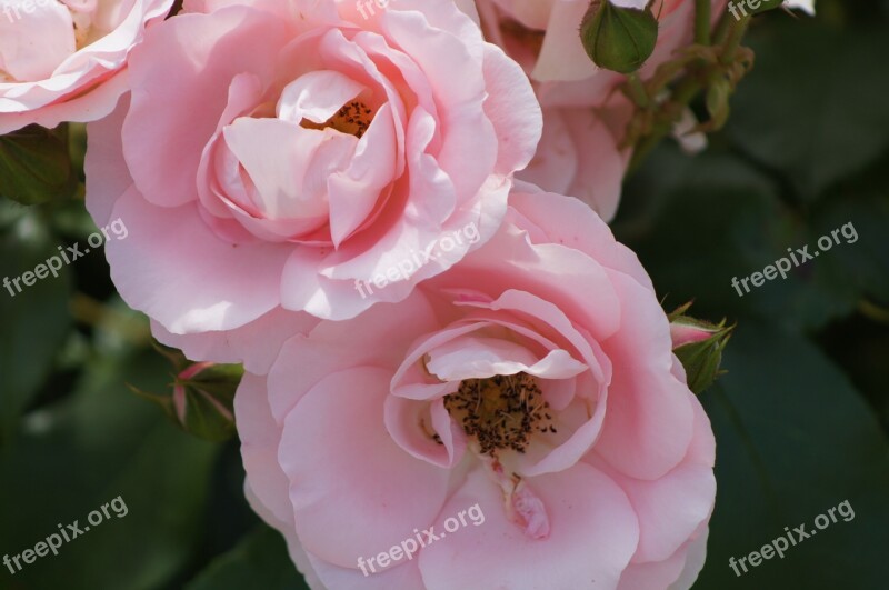 Rose Flower Pink Beauty Petals