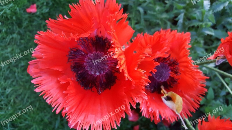 Poppy Red Nature Blossom Bloom