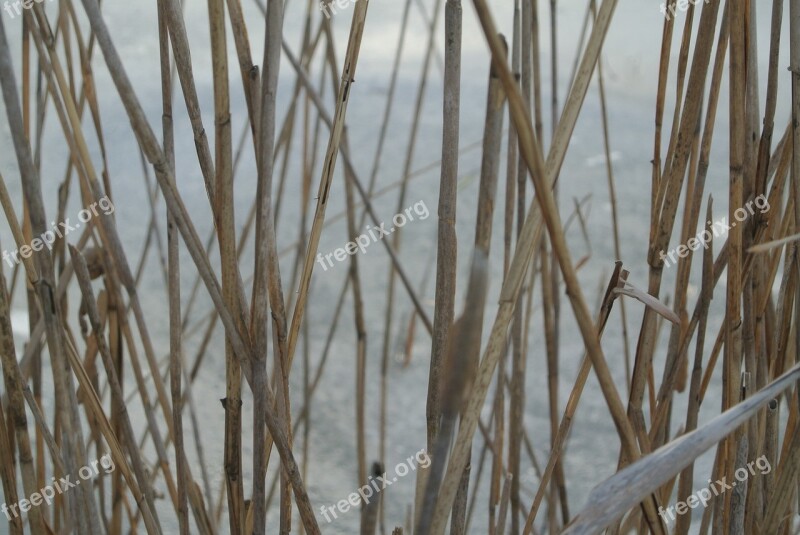 Reed Halm Bank Winter Cold