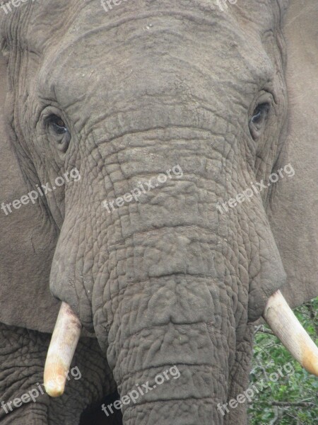 Elephant Look At Penetrating Powerful Strong