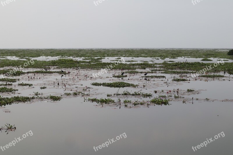 Lake Water Plants Kerala Backwater Free Photos