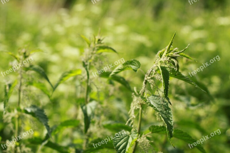 Nettle Grass Summer Medicinal Herbs Greens