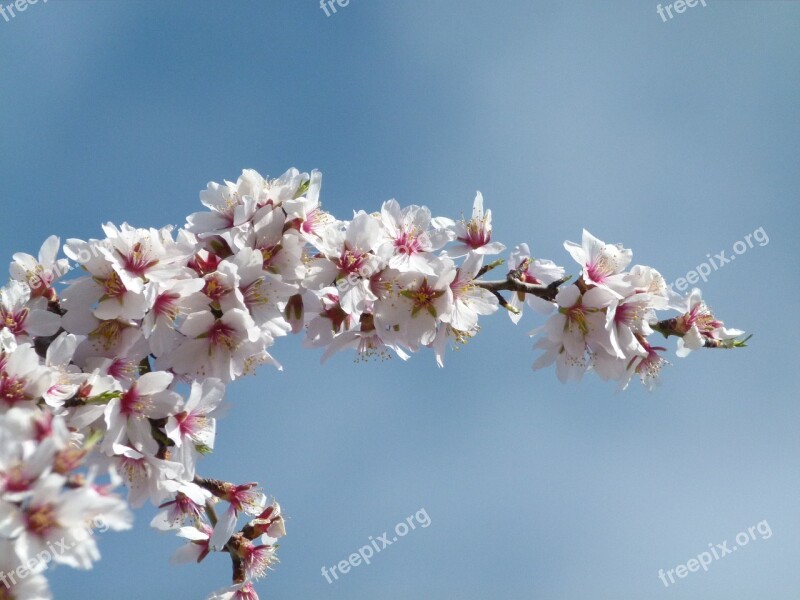 Flower Almond Tree Flowering Branch Spring