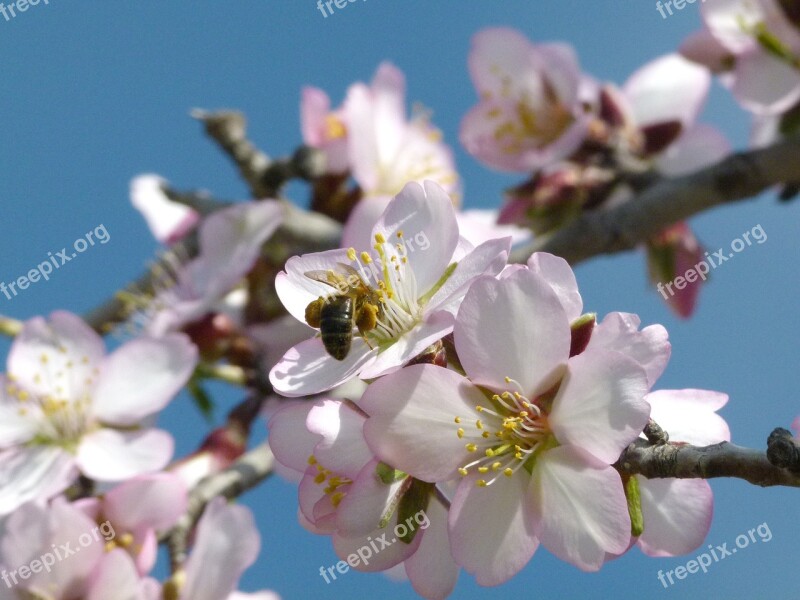 Flower Almond Tree Flowering Branch Spring