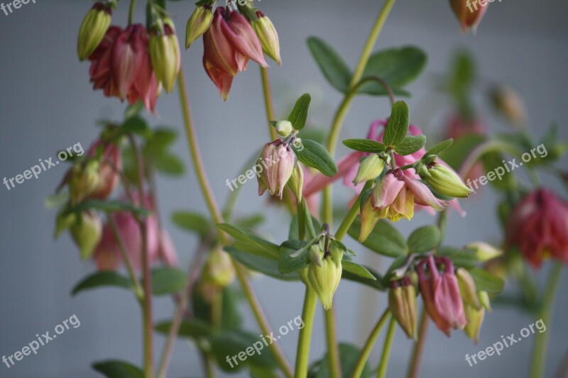 Flowers Garden Pink Columbine Gardening