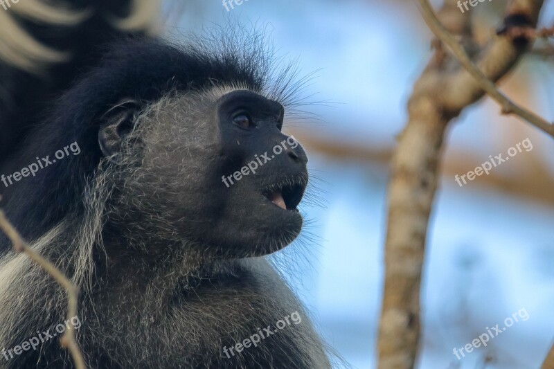 Africa Kenya Ape Kolobus Monkey