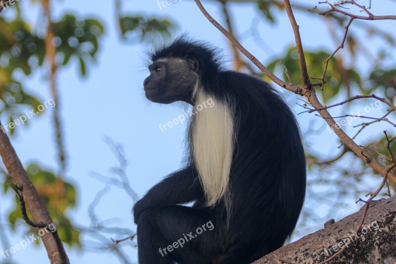 Africa Kenya Ape Kolobus Monkey