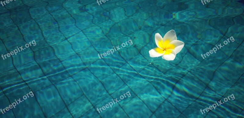 Flowers Frangipani Flower Pool Swimming Pool