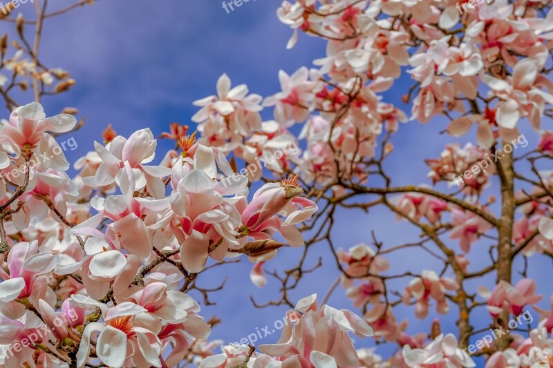 Tulip Magnolia Tree Branch Magnolia Blossom Flowers