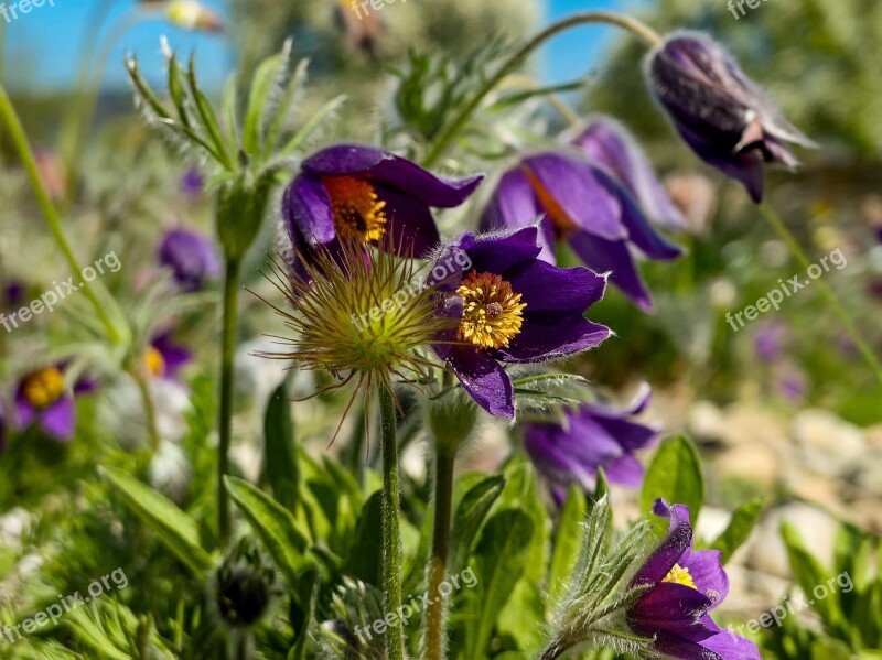 Pasque Flower Plant Hairy Bells Nature