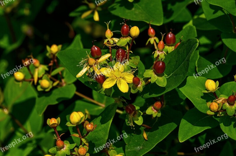 St John's Wort Plant Nature Blossom Bloom