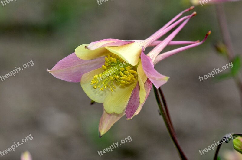 Columbine Flower Nature Blossom Bloom