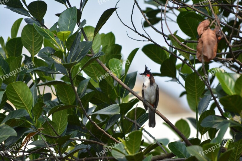 Bulbul Red Whiskered Goa Morning