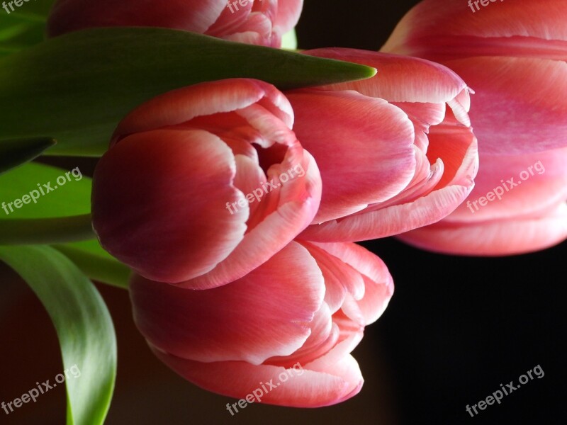 Tulips Flowers Spring Flower Bouquet