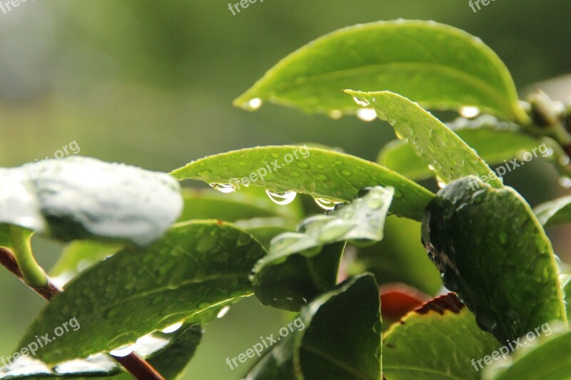 Leaf Dew Nature Water Spring