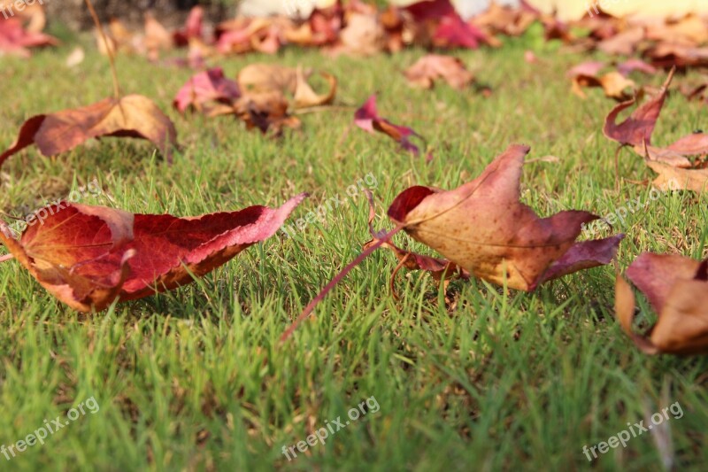 Leaves Grass Nature Leaf Green