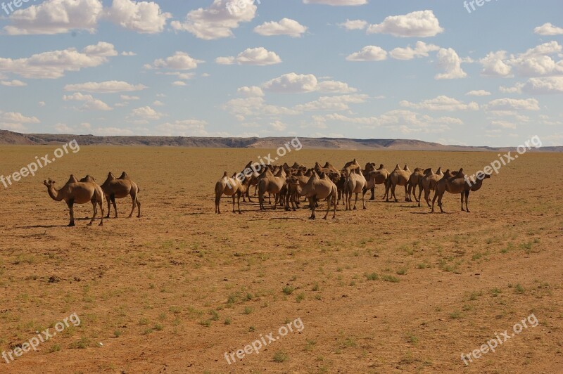 Nature Camel Desert The Wilderness Free Photos