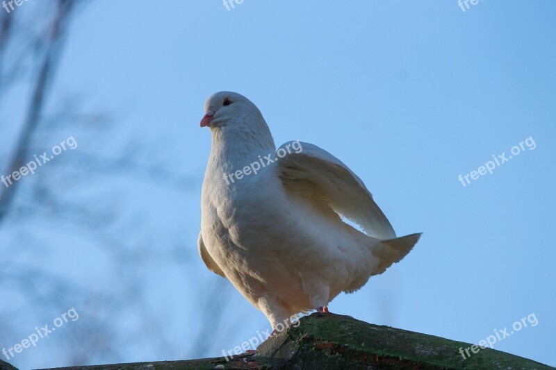 Dove White Bird Columbiformes Peace Dove