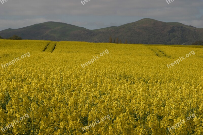 Malvern Hills Rape Seed Fields Worcestershire Free Photos