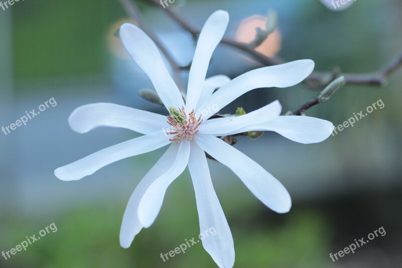 Magnolia Flower Spring Stellata White