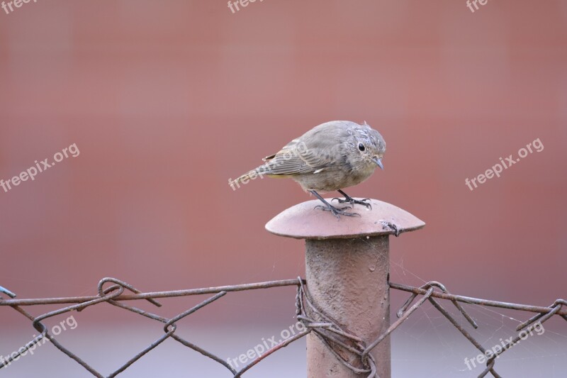 Little Bird Fence Redbreast Free Photos