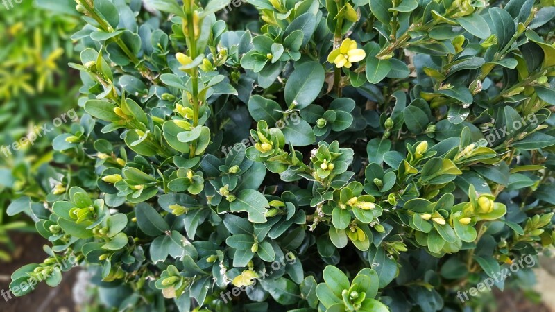 Box Hedge Topiary Gardening Green